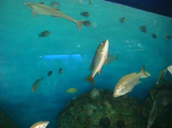 Acuario de Veracruz